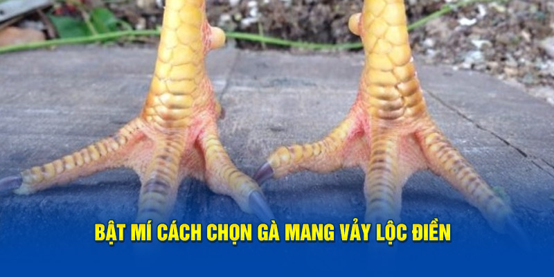 Bật mí cách chọn chiến binh mang vảy lộc điền 