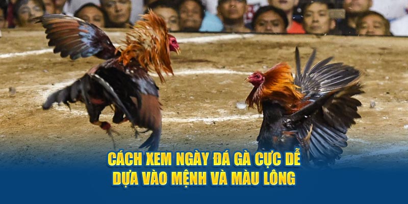 Cách xem ngày gà đá cực dễ dựa vào mệnh và màu lông