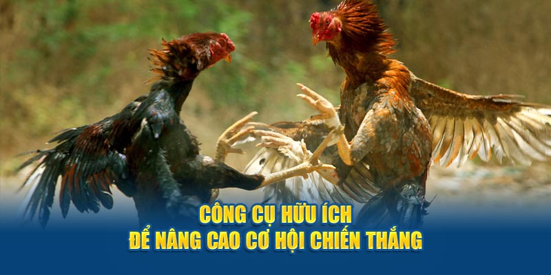 Cách xem ngày gà đá là công cụ hữu ích