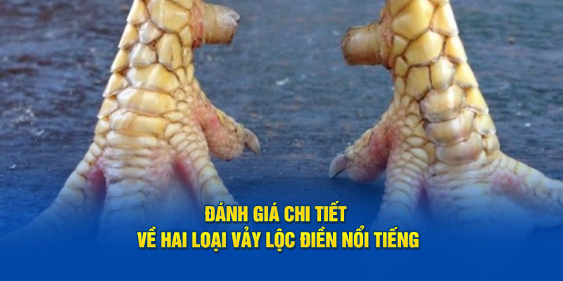 Đánh giá chi tiết về hai loại vảy gà lộc điền nổi tiếng