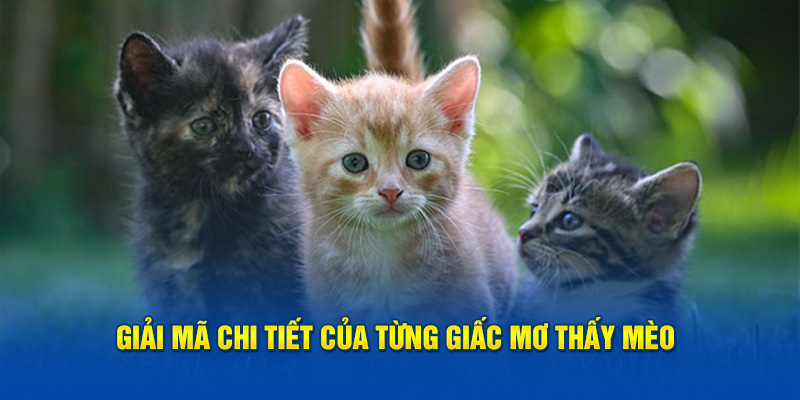 Giải mã chi tiết của từng giấc mơ thấy mèo