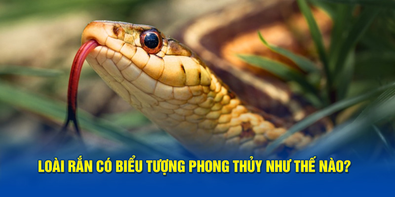 Loài rắn có biểu tượng phong thủy như thế nào? 