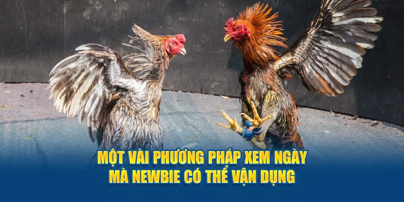 Một vài Cách xem ngày gà đá mà newbie có thể vận dụng