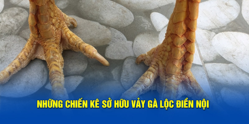 Những chiến kê sở hữu vảy gà lộc điền nội 